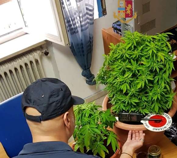 Piante di marijuana in balcone, denunciata un’intera famiglia Piante di marijuana in balcone, denunciata un’intera famiglia