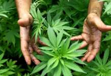 L’odore di marijuana insospettisce i carabinieri: fermato un 45enne