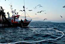 Alici di menaica, tutela della pesca artigianale richiesta al parlamento Europeo