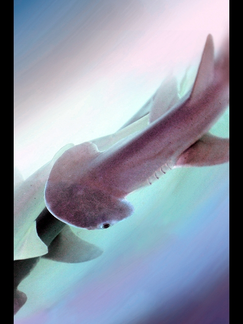 2017-06-15_1151597123