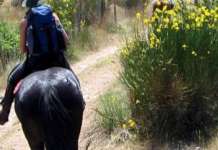 Cavallo imbizzarrito cade in un dirupo, salvato dai carabinieri