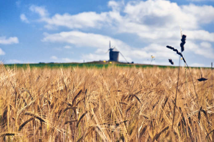 campo_di_grano