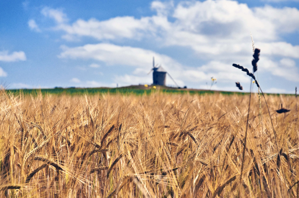 campo_di_grano