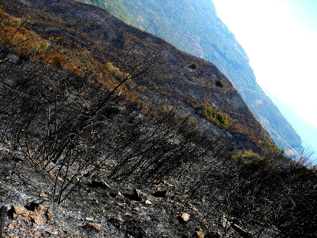 incendio parco cilento
