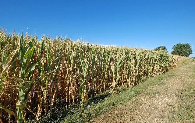 Campo di grano
