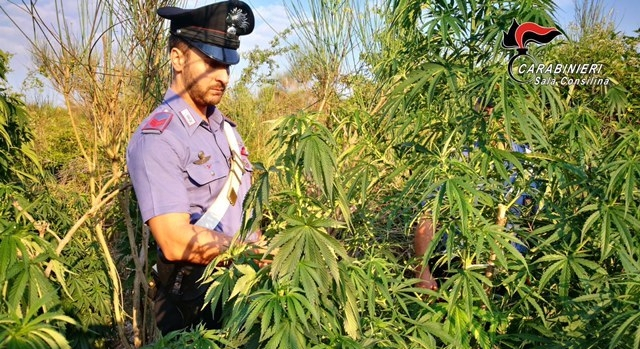 Carabiniere in mezzo a marjuana