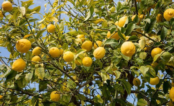 Limoni Sorrento
