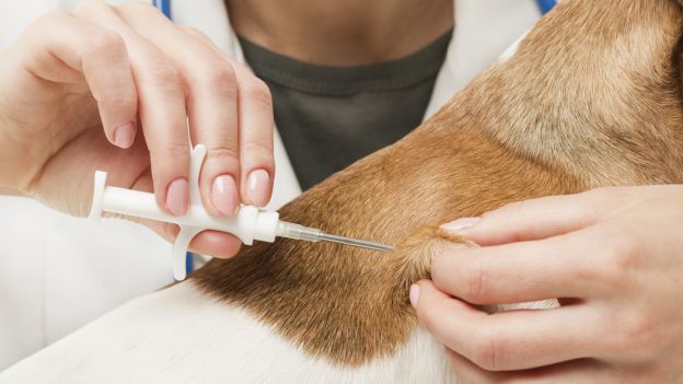 microchip cani