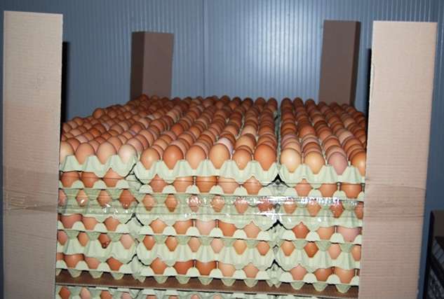 uova fipronil
