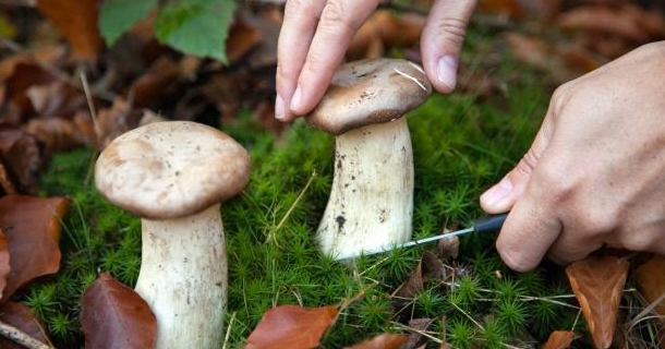 Andare a funghi