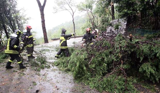 albero e vigili del fuoco