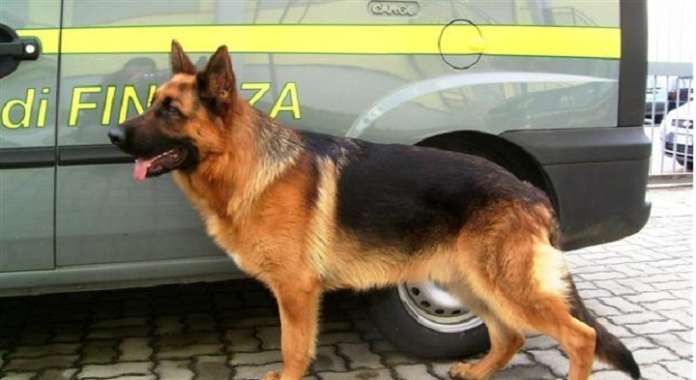cane antidroga cinofile