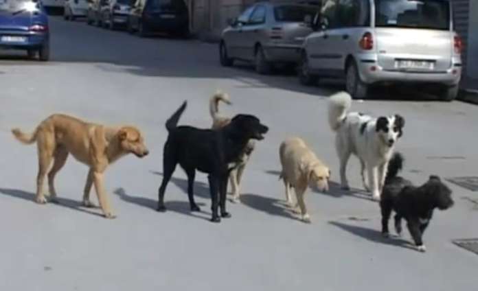 cani-randagi