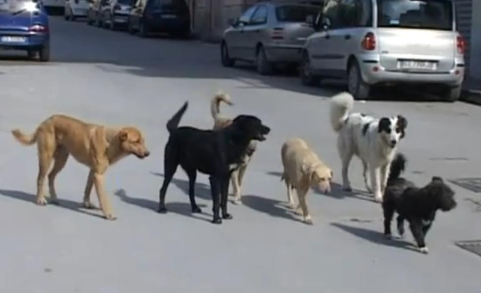 cani-randagi