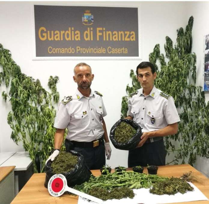 marijuana