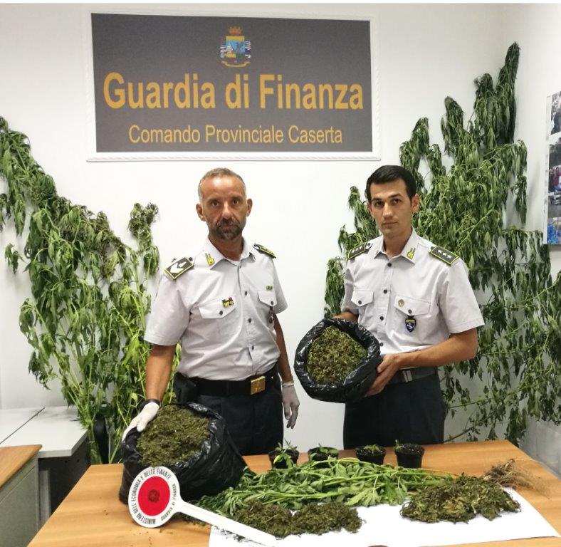 marijuana