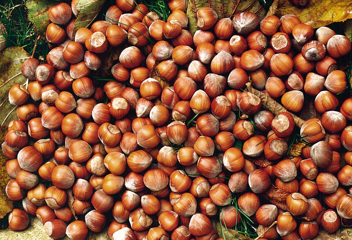 nocciole