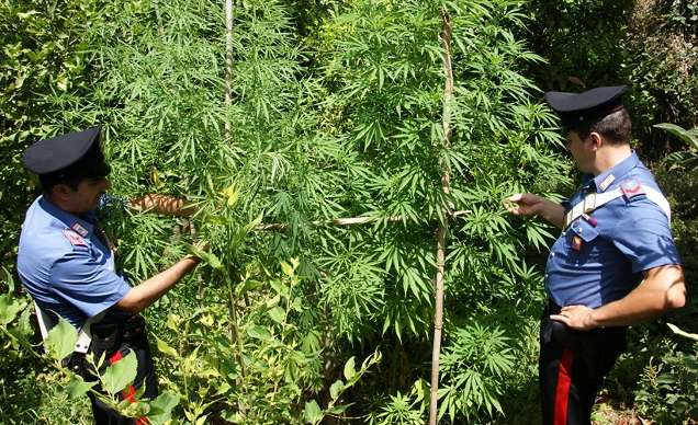 piante cannabis
