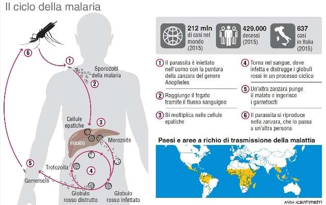 Caso malaria Napoli
