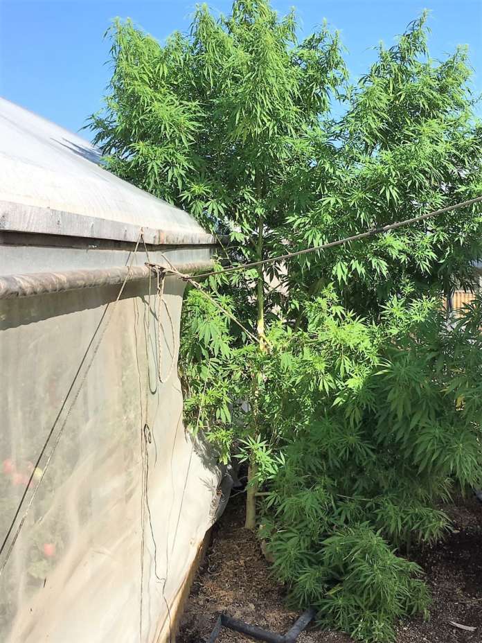 Finanza - Foto sequestro marijuana 2