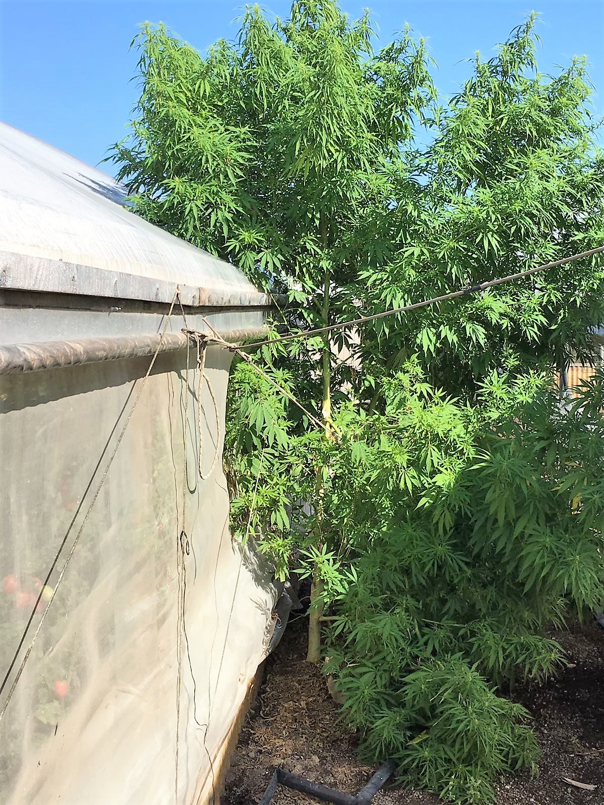 Finanza - Foto sequestro marijuana 2