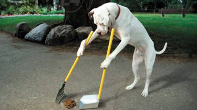 cane che pulisce