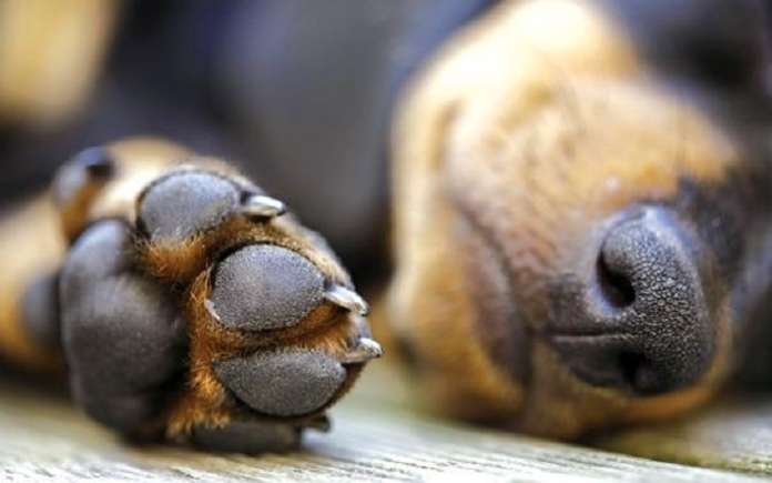 cani avvelenati