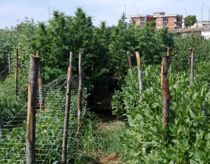 floricoltore di Pompei