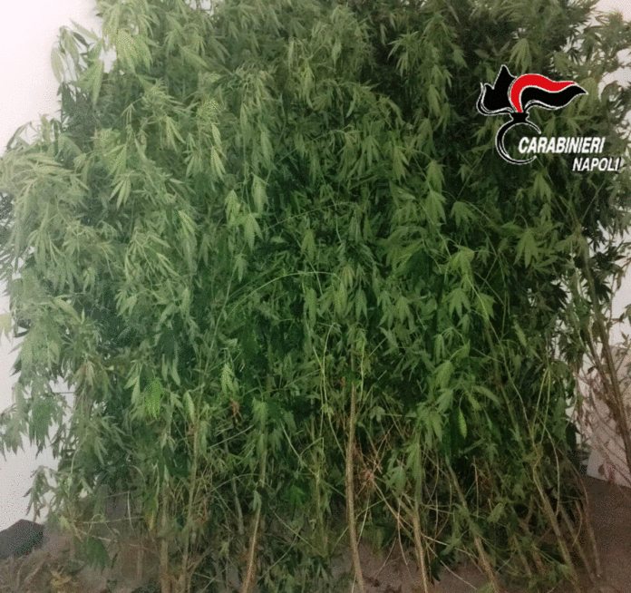 ganja
