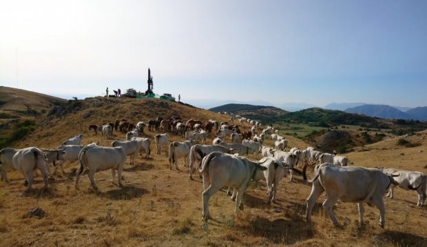 la rivolta delle vacche