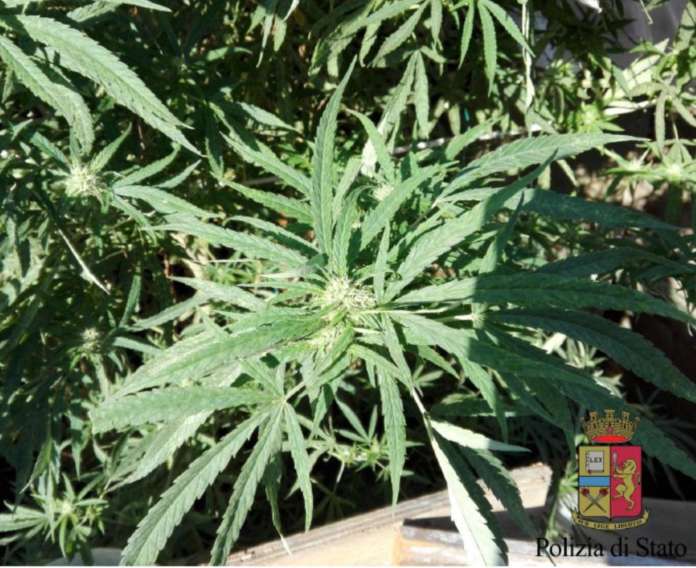 marijuana