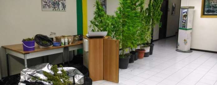 marijuana-guardia-fi-finanza-e1504769273786-1440x564_c