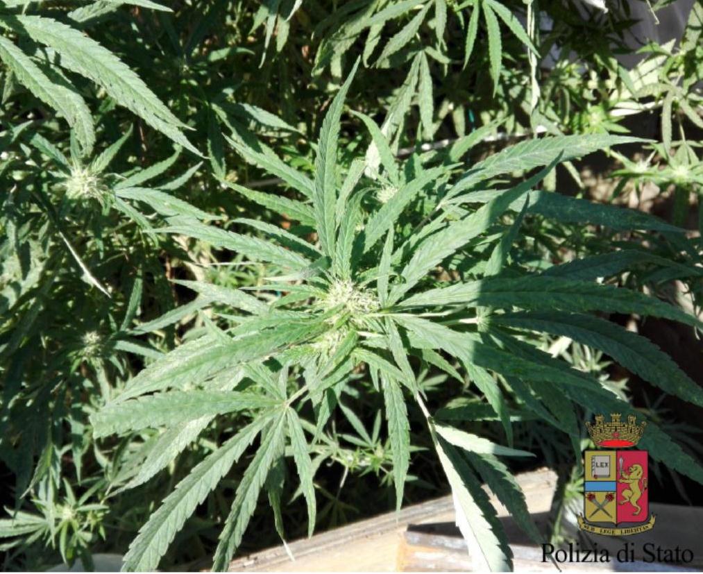 marijuana