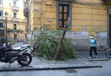 Salerno, emergenza-alberi. Comune senza il piano per le ripiantumazioni