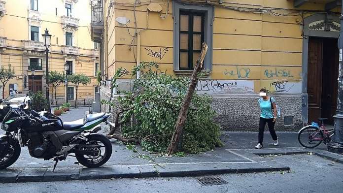 Albero caduto via Volpe