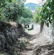Alveo Torello