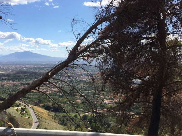 alberi caserta