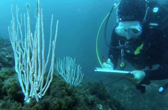 Un sub in immersione alla Gaiola