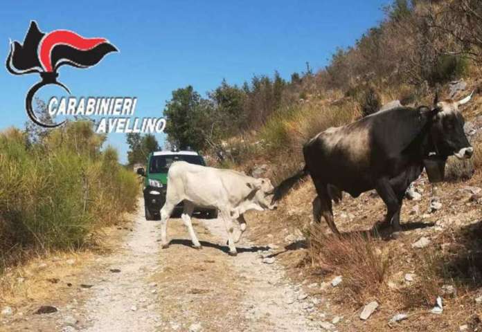 Pascolo bovini
