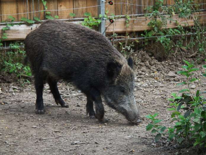Tiergarten_Worms_2011_Wildschwein