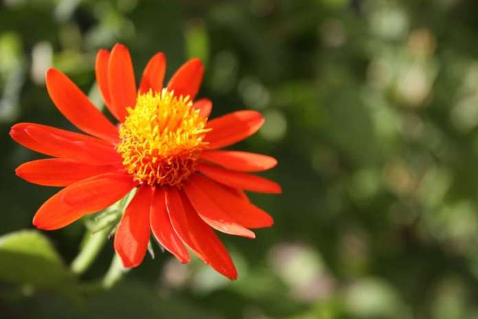 fiori