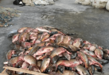 Pesca di frodo, sanzioni e sequestri nel porto di Torre Annunziata