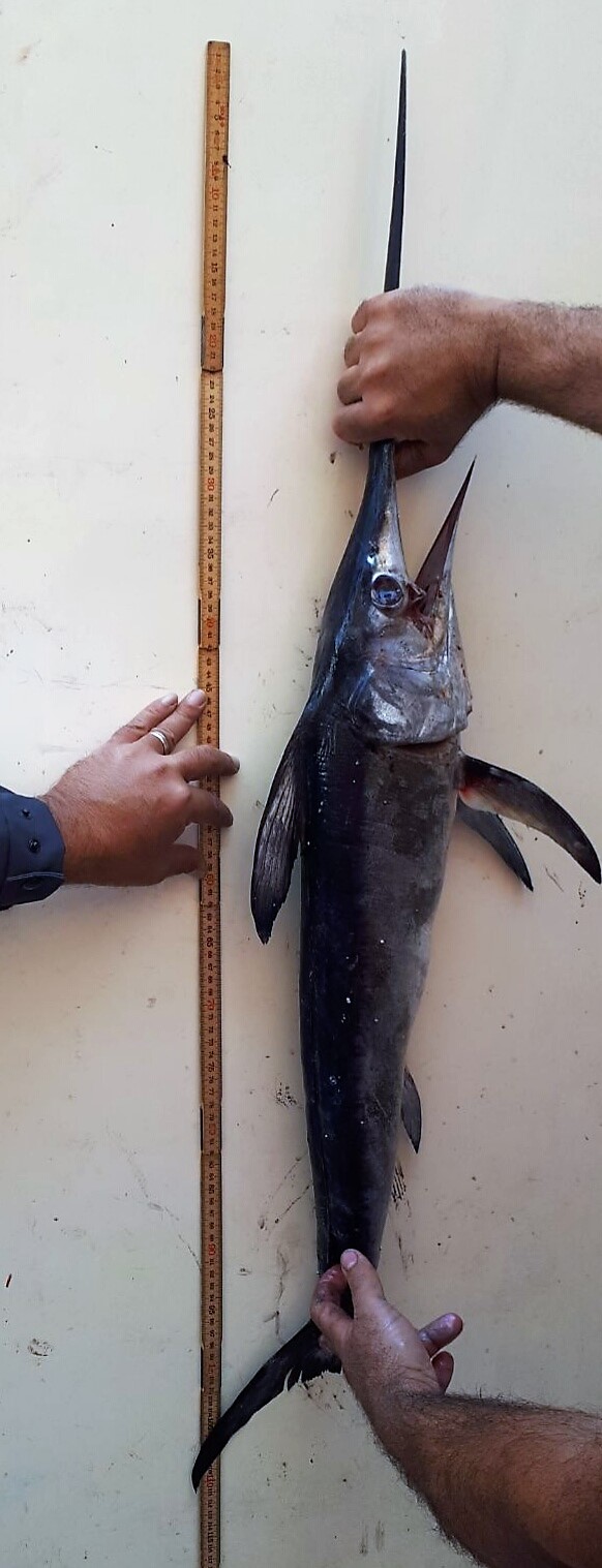 pesce spada 1