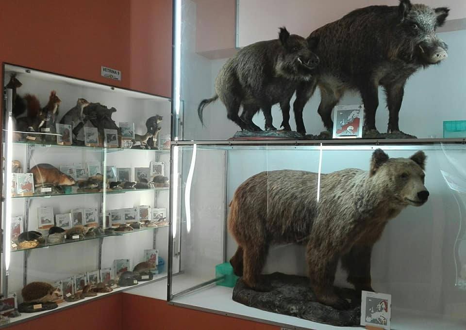 museo corleto