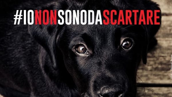 Adotta un randagio
