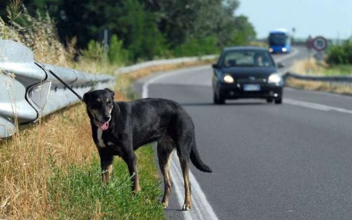 cane abbandonato