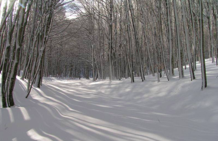 oasi wwf pannarano