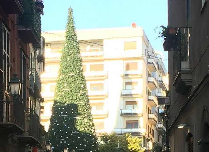 albero