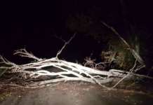 Maltempo: albero si abbatte su un furgone, salvo l’autista