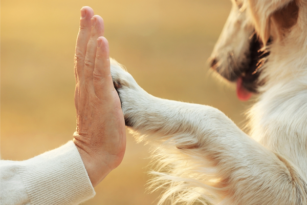 pet therapy